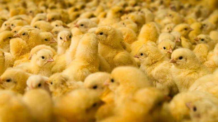 Products – SR Afro Chicks & Breeders